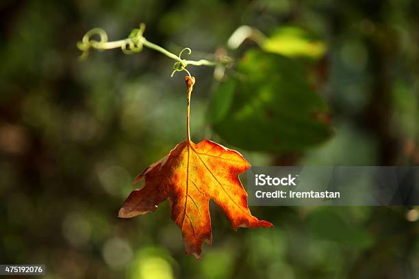 Orange Leaf With Green Background Stock Photo - Download Image Now - 2015, Adult, Autumn