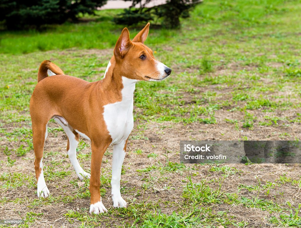 Basenji right side. Basenji right side is on the grass in the park. 2015 Stock Photo