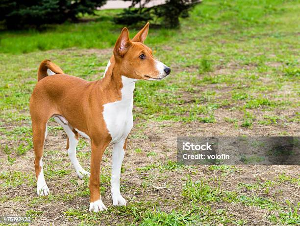 Basenji Right Side Stock Photo - Download Image Now - 2015, Anatomy, Animal