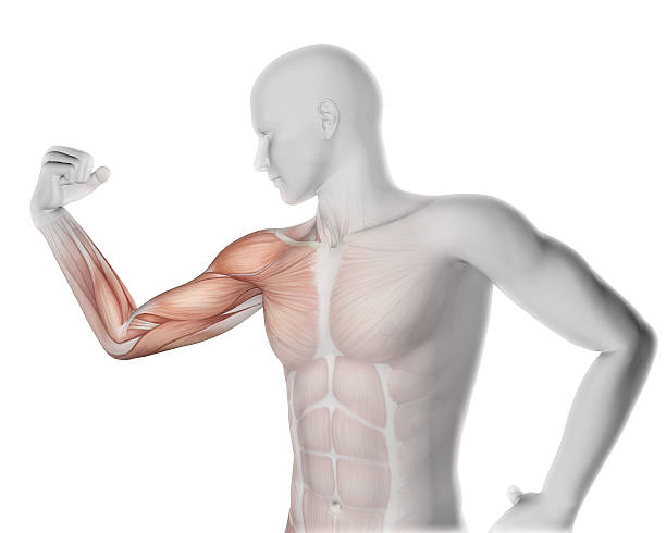 istock 3D male medical figure flexing arm with partial muscle map 475192758