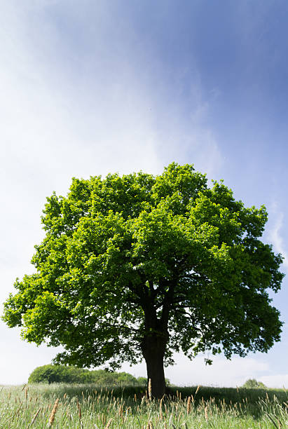 istock Solo tree green leafs in the field,sunny,spring 475193188