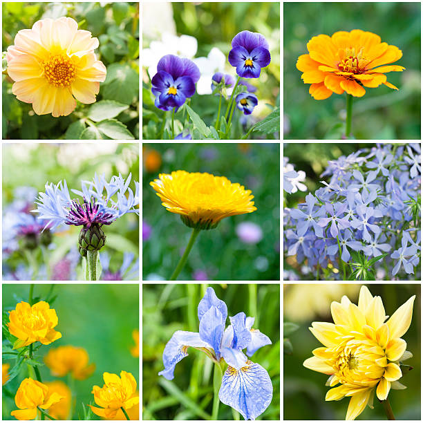 istock Beautiful flowers in garden 475193358