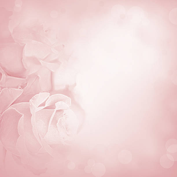 istock Pink background with rose flowers 475193402