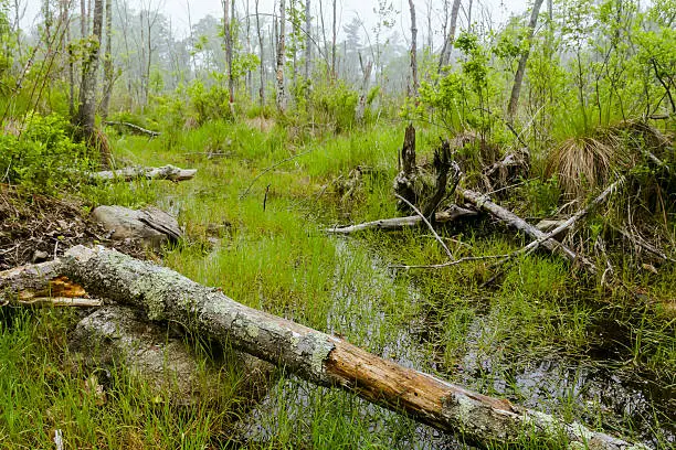 Foggy overgrown swamp or marsh woods early in the morning
