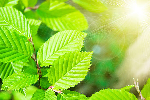 istock green leaves on the green backgrounds 475194540