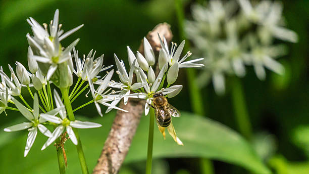 istock Wild garlic blossom is dusted by a bee 475195028