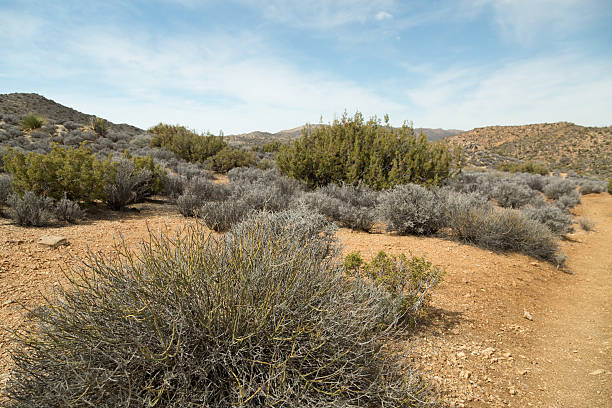 istock Lost Horse Mine Trail 475195550