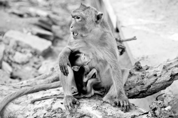 istock monkey with a little baby - in black and white 475195798