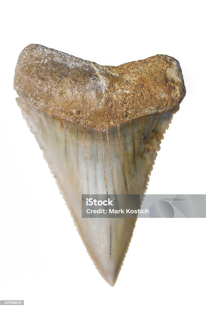 Great White préhistorique dents de requin. - Photo de Requin libre de droits