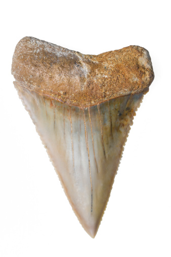 Prehistoric Great White Shark Tooth