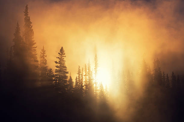 istock Sun Shining Through Foggy Trees 475197159