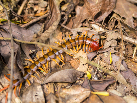 Megarian banded centipede (scolopendra cingulata)