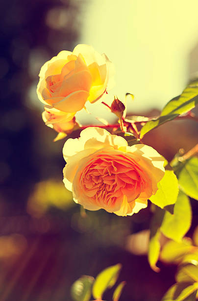 istock romantic background, yellow rose, summer flower 475198516