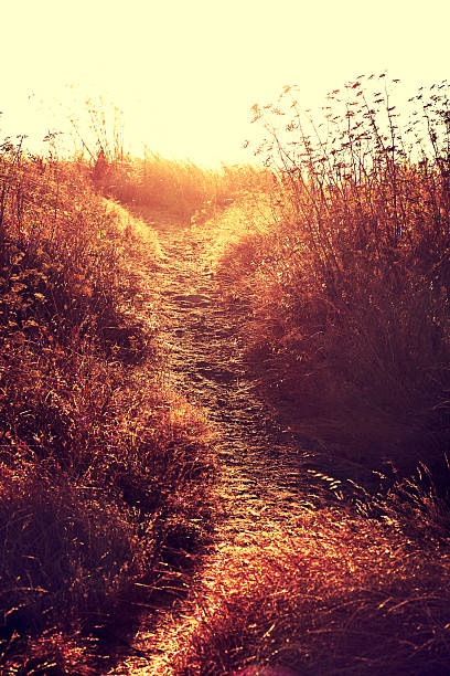 istock Autumn countryside road through fields with wheat 475198520