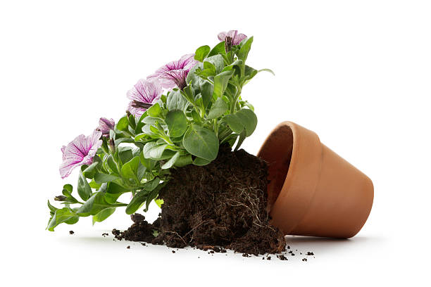 Gardening: Flower in Broken Plant Pot Isolated on White Background