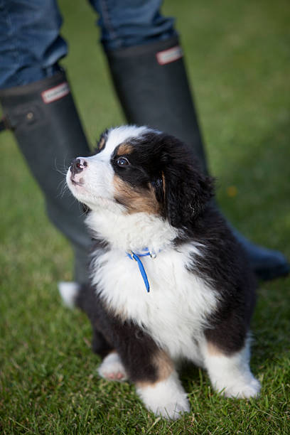 istock Bernese Mountain Dog puppy, UK 475199166