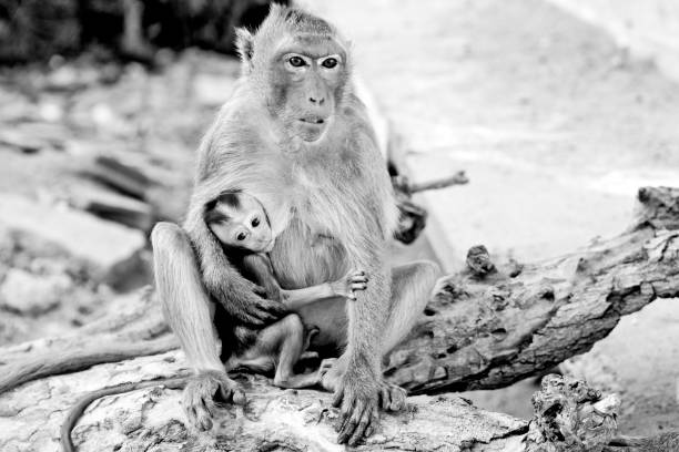 istock monkey with a little baby - in black and white 475199516