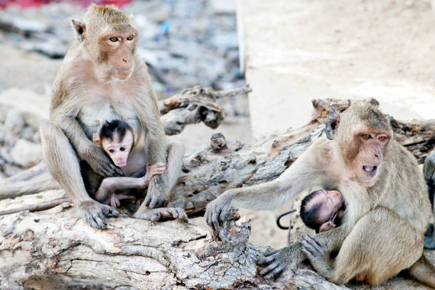 istock two macaques monkeys with their little babies, mother's love 475199560