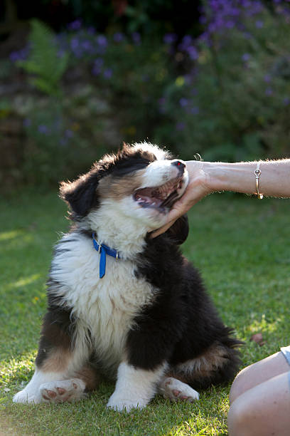 istock Bernese Mountain Dog puppy, UK 475200324