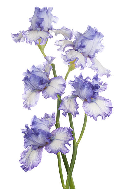 iris Studio Shot of Blue Colored Iris Flowers Isolated on White Background. Large Depth of Field (DOF). Macro. Symbol of Trust and Wisdom. Emblem of France. deep focus stock pictures, royalty-free photos & images