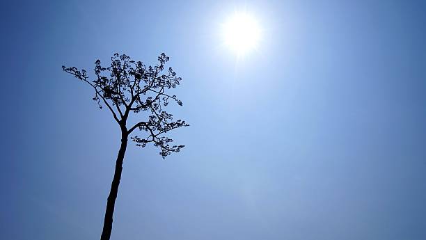 las salas pine tree por lo que sólo una fue la izquierda - región de tohoku fotografías e imágenes de stock