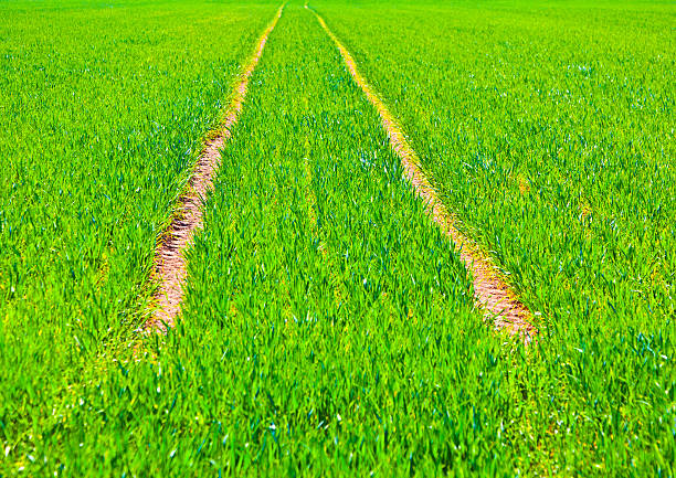 istock marks of wheels in green field 475201835