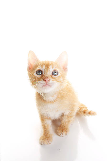 istock Adorable Orange Kitten on White 475204644