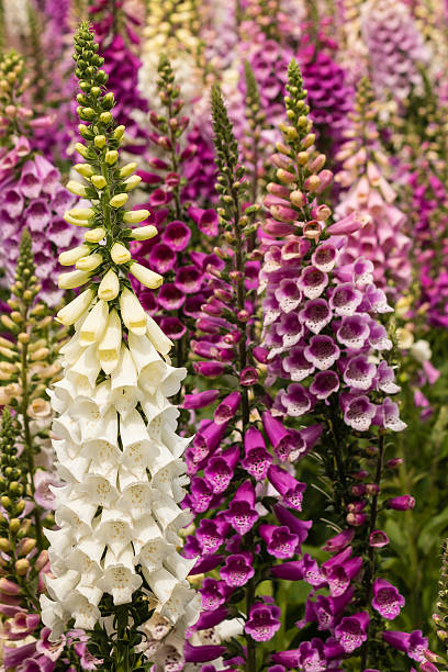 istock foxglove flowers in bloom 475205620