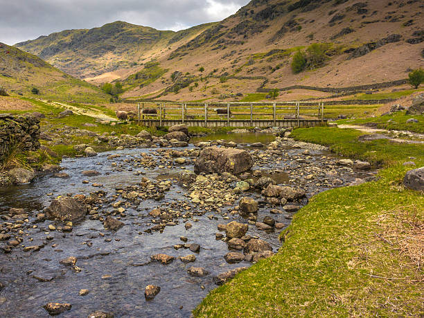 istock English County Landscape - Far Easedale Gill Ft. Herdwick Sheep 475206204