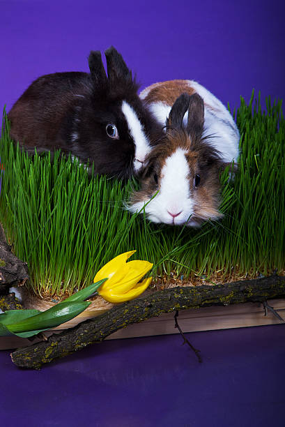 Easter bunnies in the grass with a flower stock photo