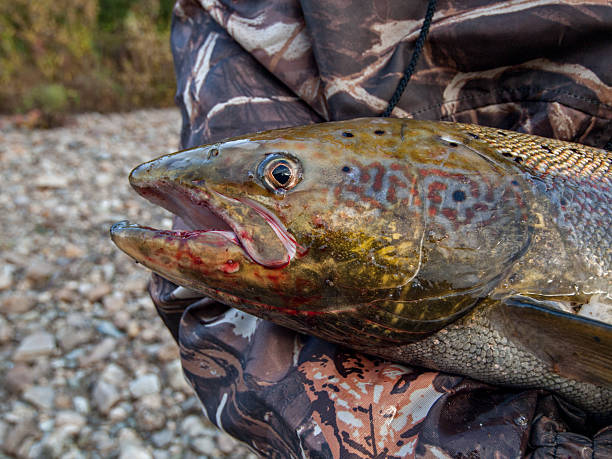 istock Pechora salmon caught with bait 475207397