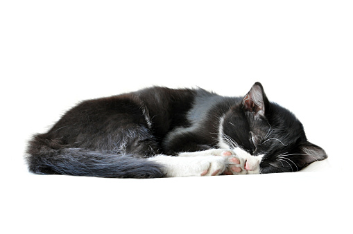 Adorable sleeping black cat