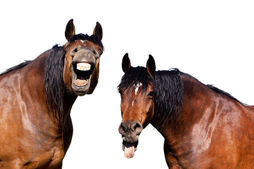 Two horses with open mouths and tonge hanging out laughing hysterically at a funny joke.