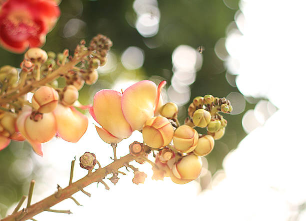 Sal flowers or Cannonball Tree