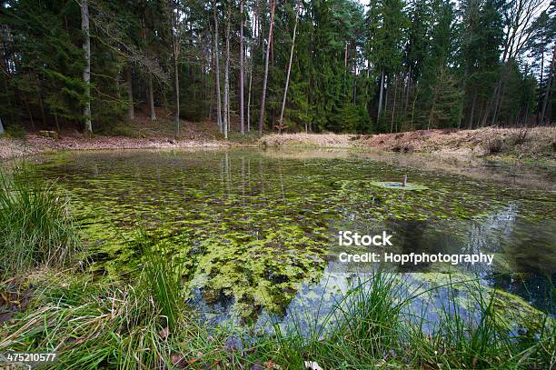Photo libre de droit de Pond banque d'images et plus d'images libres de droit de Algue - Algue, Didymosphenia geminata, Microcystis