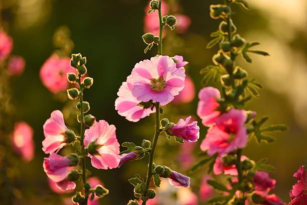 rose merveilleux - hollyhock flower photos et images de collection