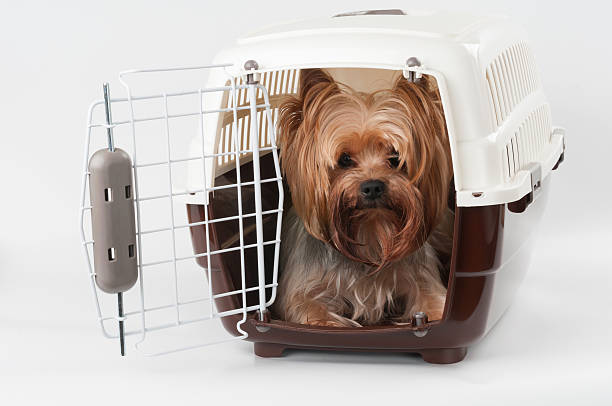 Caixa para Transporte de Animal de estimação com Cão - fotografia de stock