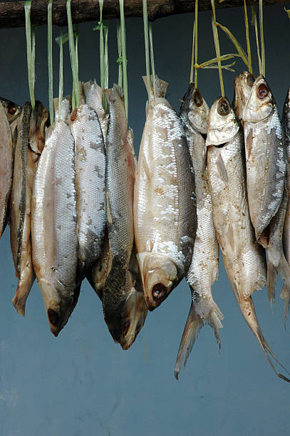 istock milkfish is being hung in the drying process 475210914