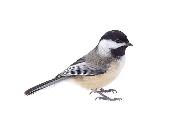 Black-capped cickadee, Poecile atricapilla, isolated on white
