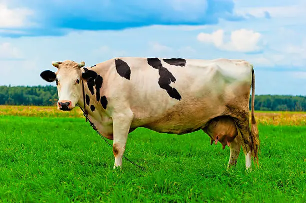 cow on the chain resting on the meadow