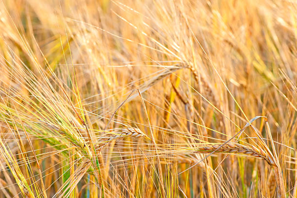 istock yellow wheat ears close up in field 475211937