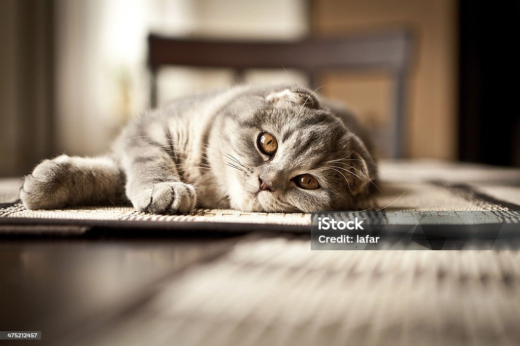 Scottish fold cat Animal Stock Photo