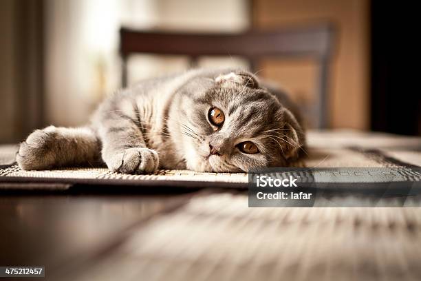 Scottish Fold Cat Stock Photo - Download Image Now - Animal, Animal Body Part, Animal Ear