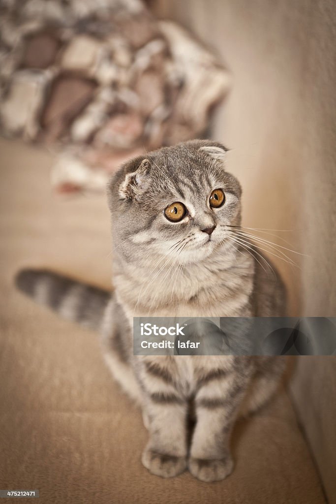 Gato Scottish fold - Foto de stock de Amor royalty-free