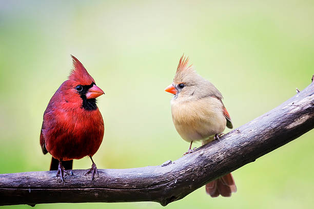 macho y hembra de pájaro cardenal - animal hembra fotografías e imágenes de stock