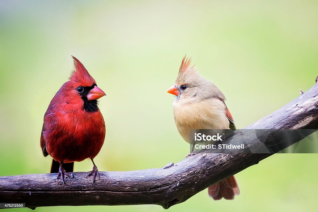 Male and female cardinal birds Two cardinal love birds perched on a tree limb, both the male and the female in the springtime. Bird Watching Stock Photo