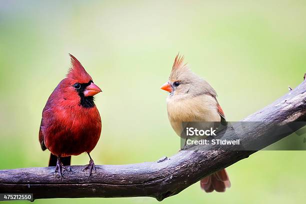 Male And Female Cardinal Birds Stock Photo - Download Image Now - Bird Watching, Cardinal - Bird, Bird