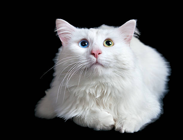 istock beautiful fluffy white cat with different eyes isolated 475212553