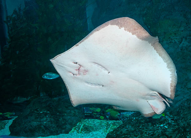 istock Ray close up portrait in the aquarium 475212819
