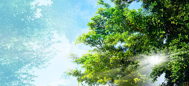 istock Beams of the sun on tree for background, 475213606